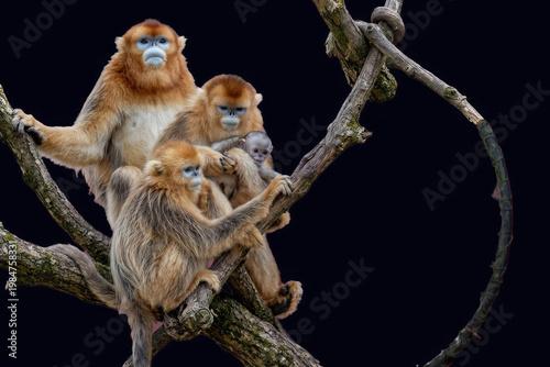 Canvas Print golden snub-nosed monkey