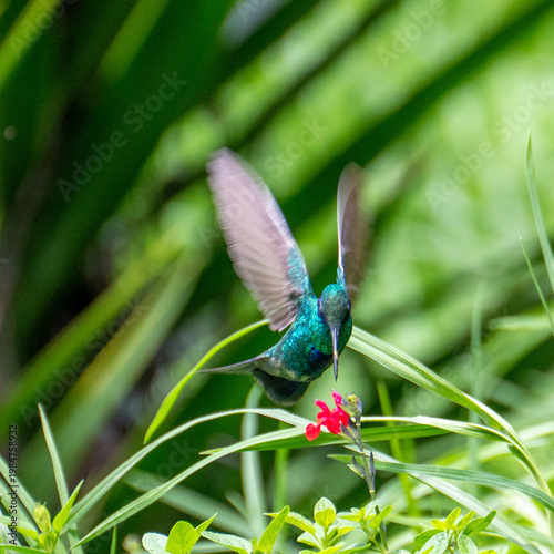 Violeteer Hummingbird in Quito, Ecuador