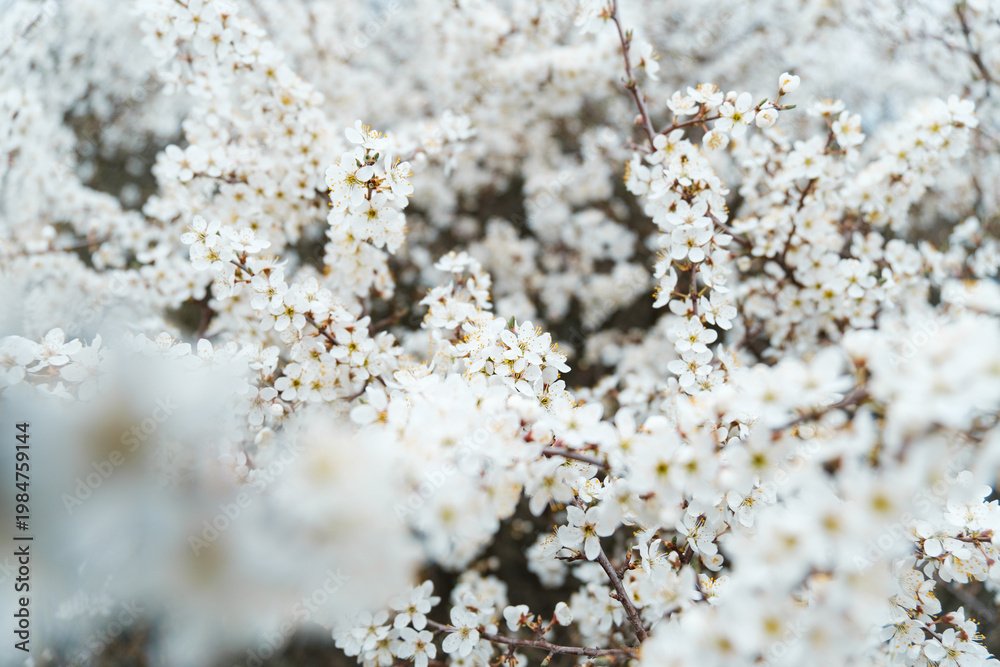 Fototapeta premium White spring season bush thorn flowers in bloom