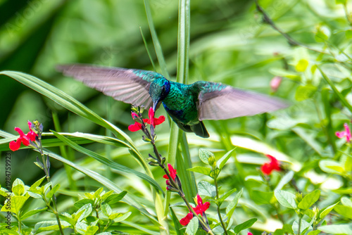 Violeteer Hummingbird in Quito, Ecuador