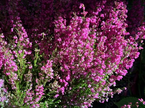 Εκτύπωση καμβά Heather Calluna vulgaris flowering plant.