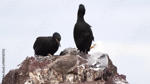 A pair of European shags (Phalacrocorax aristotelis) standing on their nest on the rocks together with Herring Gulls