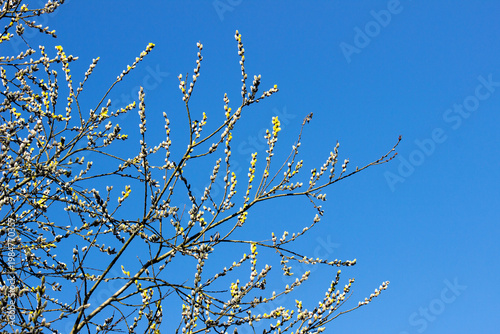 Willow tree in spring against a blue sky