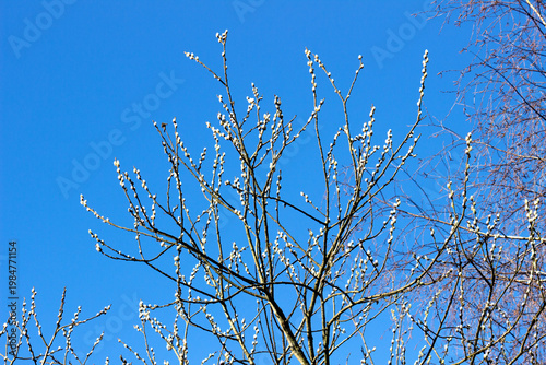 Willow tree in spring against a blue sky
