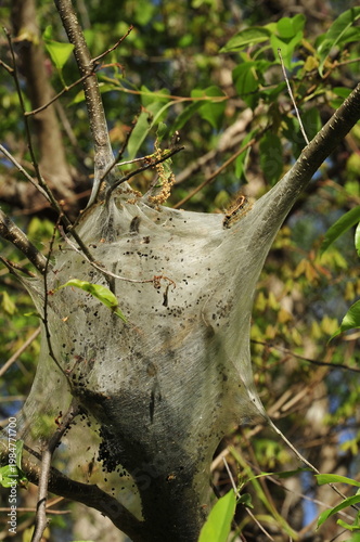 Cob web in tree with caterpillar