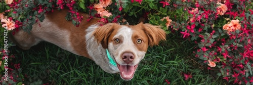 Brown and white dog looking up and smiling among garden flowers