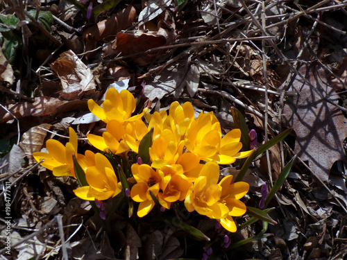 First spring flowers
