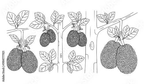 Minimal jackfruit icons hanging fruit tree line art black and white vector illustration isolated on white