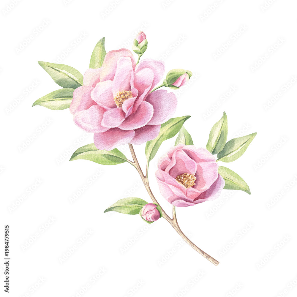 Fototapeta premium Watercolor camellia flower branch illustration isolated on white. Spring garden blooming plant for pastel pink floral design.