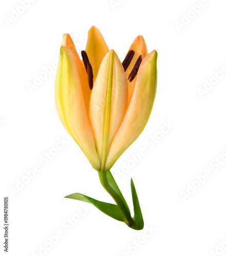 Beautiful Lily flower isolate on white 