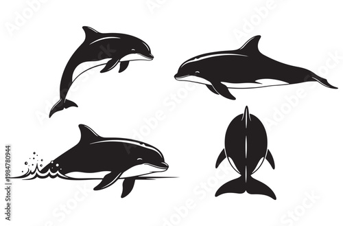 Dolphin set with various poses including jumping out of water and swimming and top view and side view illustrations for ocean life and marine biology isolated on transparent background