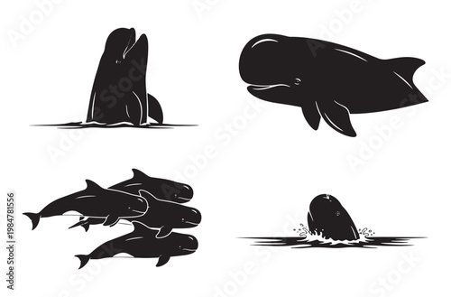 Whale set with sperm whale and beluga and pilot whale group and pod of whales breaching water and swimming in deep ocean illustrations isolated on transparent background for design work.