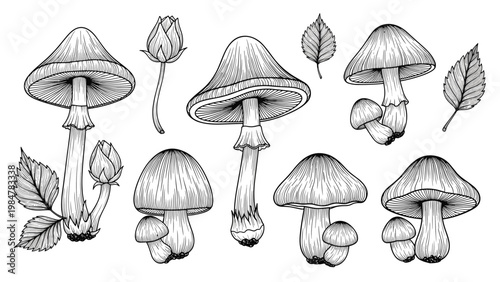 Highly detailed black and white pen and ink sketches of various wild forest mushrooms and leaves in vintage style.