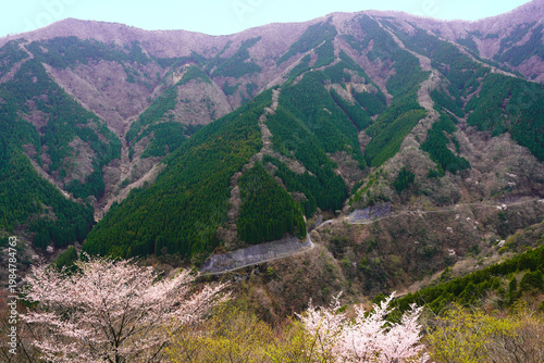 Wallpaper Mural 上北山村　ナメゴ谷に桜花咲く Torontodigital.ca