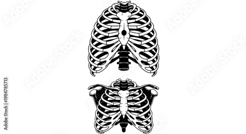 human ribcage and rib cage vector illustration