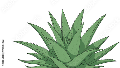 Detailed illustration shows the thick green leaves of an aloe vera plant perfect for skincare and natural health topics.