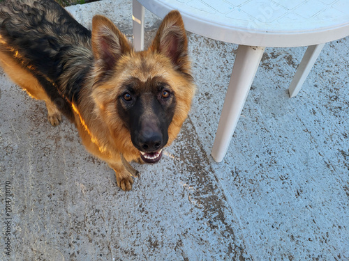 In the yard, a young, intelligent German shepherd looks up at you.