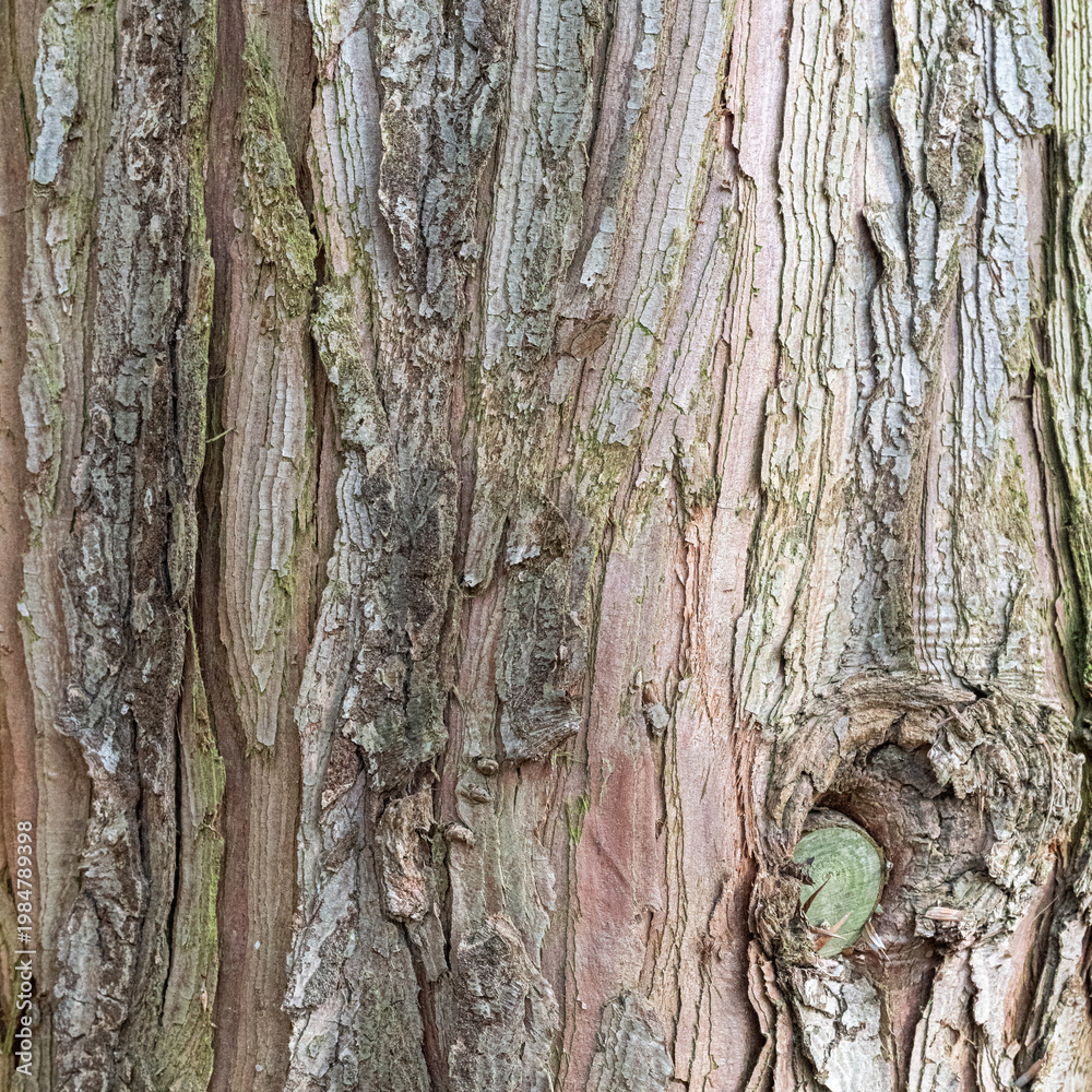 Fototapeta premium High resolution bark texture – detailed natural wood pattern background