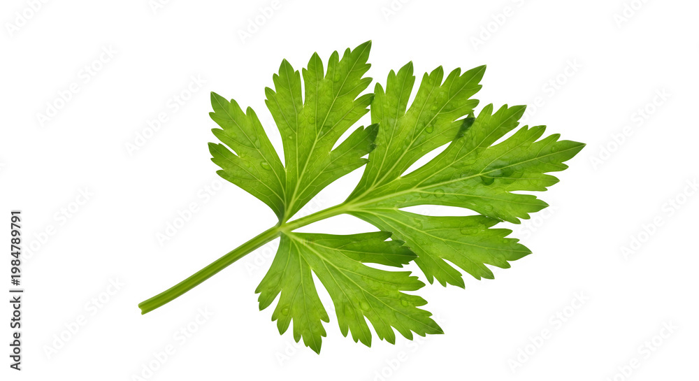 Fototapeta premium Fresh green parsley leaf on transparent background