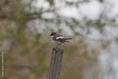 European pied flycatcher(Ficedula hypoleuca) female bird