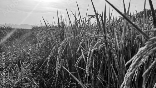 Black and white close up view of ripening rice stalks in a paddy field
