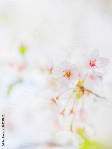 桜の花のある風景。満開の桜。真っ白な花びらとふんわりボケた様子。明るく眩しい雰囲気。春のイメージ。心象風景。縦構図