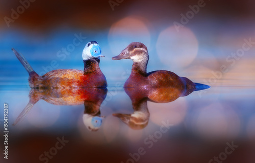 Картината върху платно An aesthetically pleasing and striking bird photograph taken in a clean and refreshing natural setting