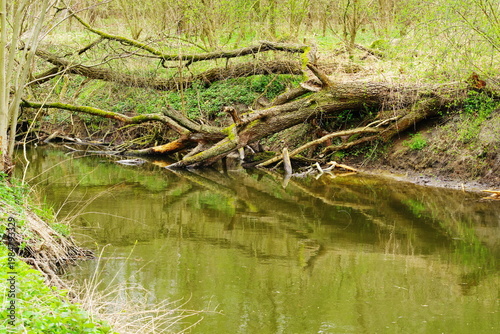 Poznań Cybina River Valley, protected nature area, spring view 1926