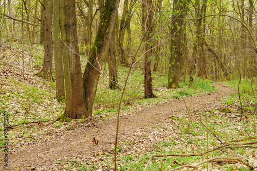 Poznań Cybina River Valley, protected nature area, spring view 1926