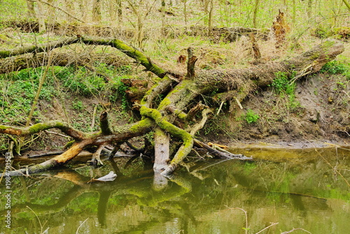 Poznań Cybina River Valley, protected nature area, spring view 1926