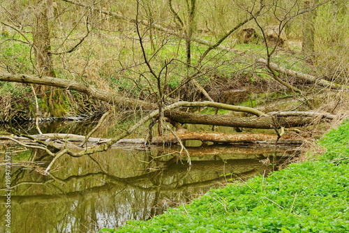 Poznań Cybina River Valley, protected nature area, spring view 1926