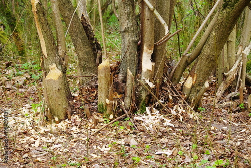 Poznań Cybina River Valley, protected nature area, spring view 1926