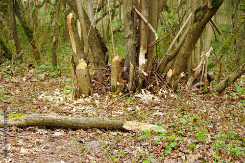 Poznań Cybina River Valley, protected nature area, spring view 1926