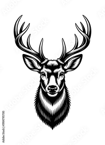 Vector illustration of a majestic deer with antlers looking forward