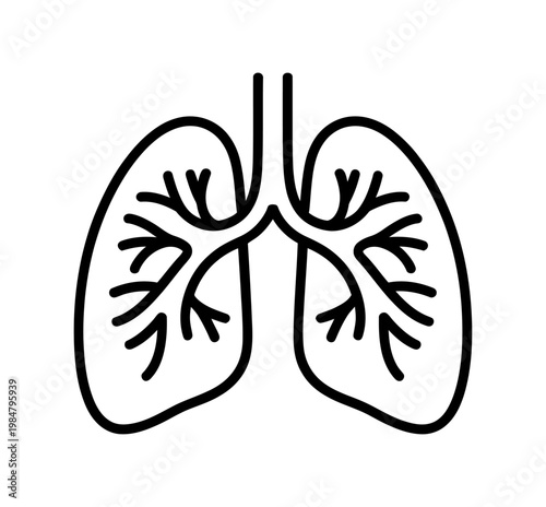 Vector illustration of human lungs with bronchial tree