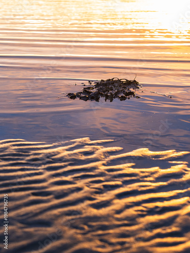 Sunset over calm waters with floating seaweed in Sweden, showcasing the colors and patterns of the sky and water
