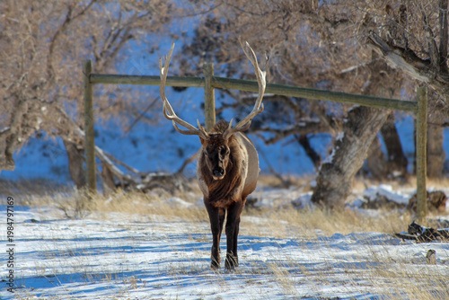 Big Bull Elk