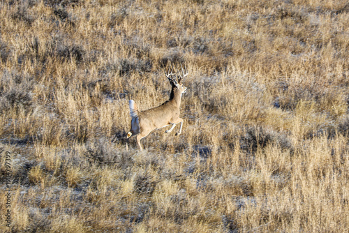 Whitetail Deer Buck