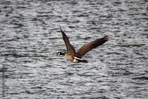 Goose in flight