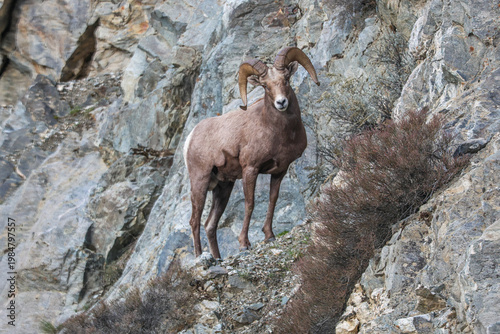 Bighorn Sheep
