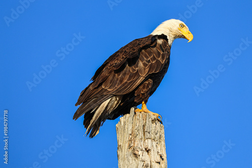 Bald Eagle