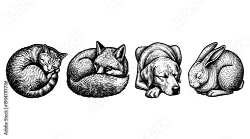 Sleeping animals curl up in a peaceful vector illustration