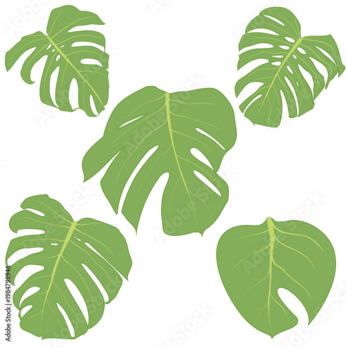 Quadro em tela A catalog of different images of monster leaves for the transmission of summer t