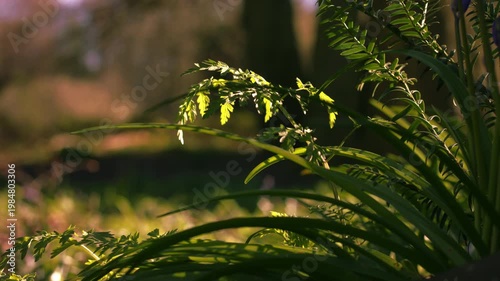 Woodland ferns in warm dappled sunlight 