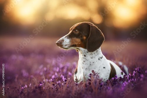 Piebald dachshund dog incredible portrait at sunset in purple lavender flowers, backlight
