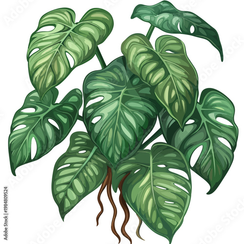 Philodendron isolated 