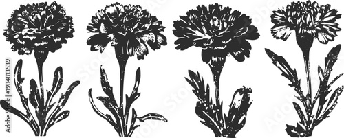 detailed black and white botanical illustrations of four carnation flowers with leaves and stems