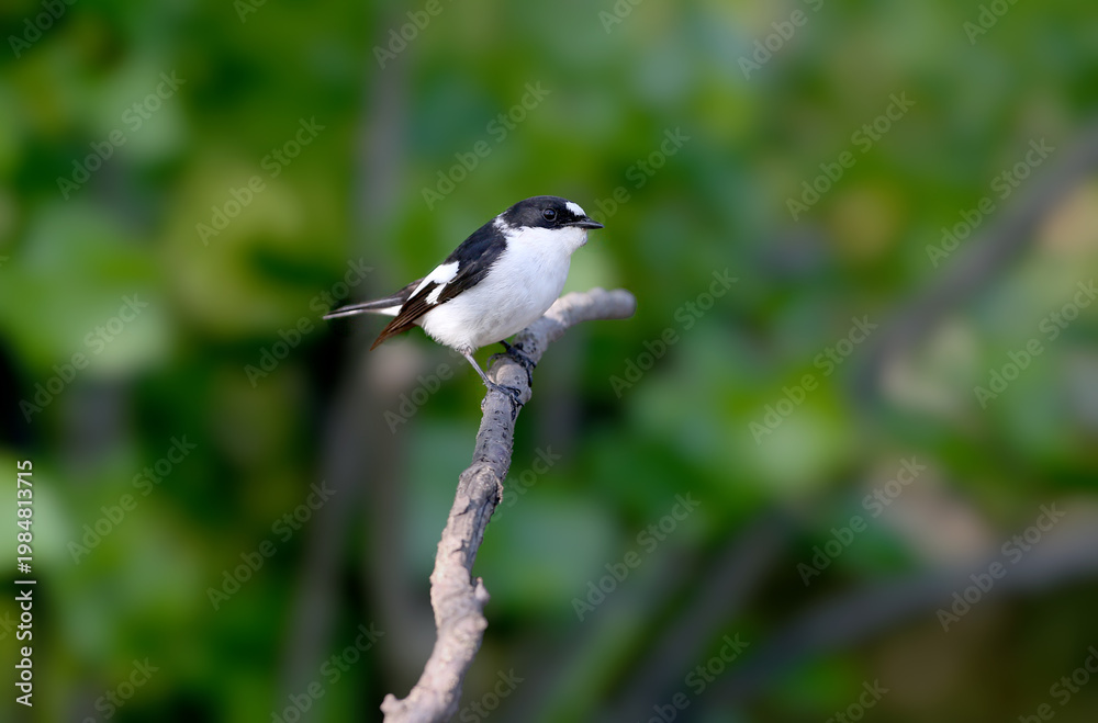 Obraz premium A male Collared Flycatcher (Ficedula albicollis) perched on a tree branch against a blurred background
