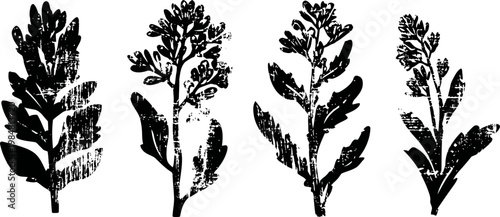 black and white botanical illustration of four different herb sprigs with detailed leaves and stems