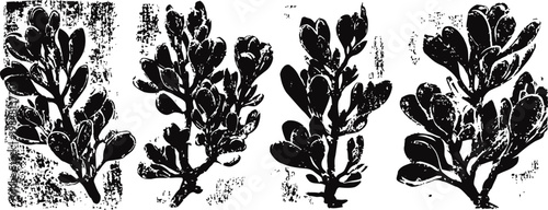 black ink seaweed illustrations set marine algae silhouette collection ocean botanical elements design